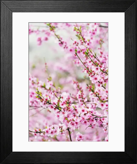 Framed Print : Spring cherry blossom festival, Jinhei, South Korea, Asia Framed Print : Spring cherry blossom festival, Jinhei, South Korea, Asia
