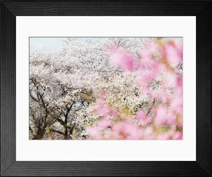Framed Print : Spring cherry blossom festival, Jinhei, South Korea, Asia Framed Print : Spring cherry blossom festival, Jinhei, South Korea, Asia