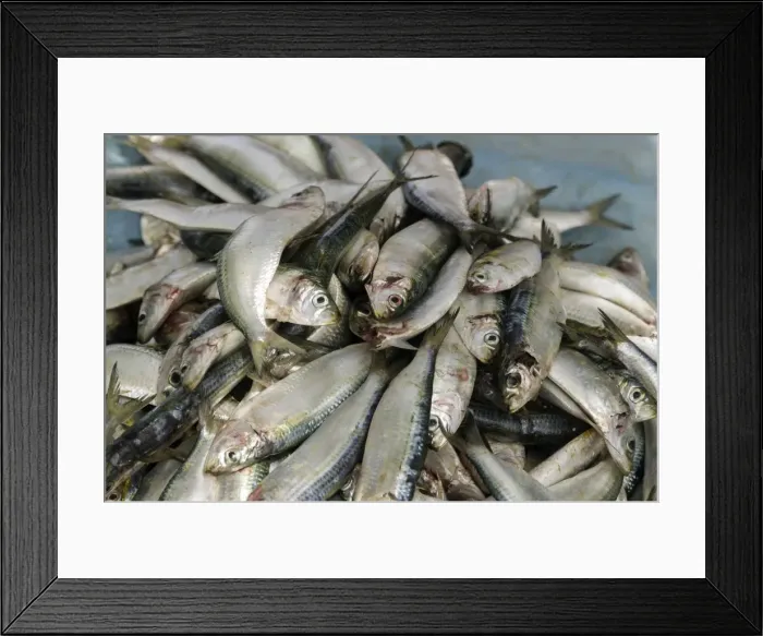 Framed Print : Freshly caught fish in the port of Negombo, Sri Lanka, Asia Framed Print : Freshly caught fish in the port of Negombo, Sri Lanka, Asia