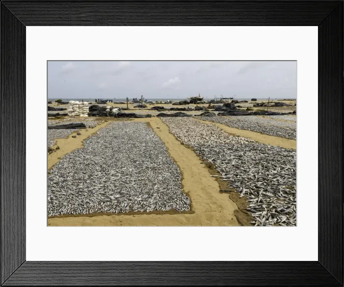Framed Print : Drying fish at the port of Negombo, Sri Lanka, Asia Framed Print : Drying fish at the port of Negombo, Sri Lanka, Asia