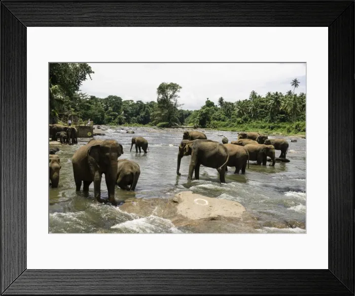 Framed Print : Elephants bathing in the river at the Pinnewala Elephant Orphanage, Sri Lanka, Asia Framed Print : Elephants bathing in the river at the Pinnewala Elephant Orphanage, Sri Lanka, Asia