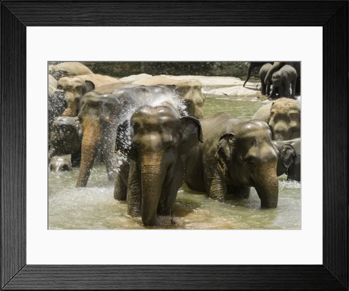 Framed Print : Elephants bathing in the river at the Pinnewala Elephant Orphanage, Sri Lanka, Asia Framed Print : Elephants bathing in the river at the Pinnewala Elephant Orphanage, Sri Lanka, Asia