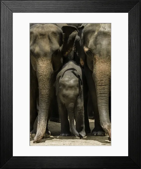 Framed Print : Family of elephants at the Pinnewala Elephant Orphanage, Sri Lanka, Asia Framed Print : Family of elephants at the Pinnewala Elephant Orphanage, Sri Lanka, Asia