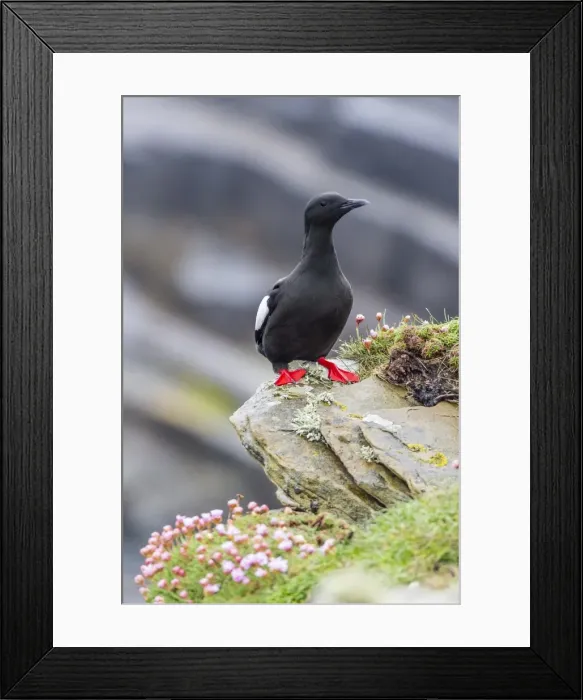 Framed Print : Adult black guillemot (Cepphus grylle) on Sumburgh Head, Mainland Island, Shetland Isles, Scotland, United Kingdom, Europe Framed Print : Adult black guillemot (Cepphus grylle) on Sumburgh Head, Mainland Island, Shetland Isles, Scotland, United Kingdom, Europe