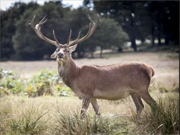 Deer, Richmond Park, Richmond, Surrey, England, United Kingdom, Europe
