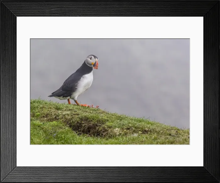 Framed Print : Adult Atlantic puffin (Fratercula arctica) at Sumburgh Head, Mainland Island, Shetland Isles, Scotland, United Kingdom, Europe
