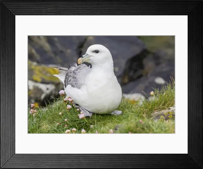 Framed Print : Northern fulmars (Fulmarus glacialis) at Sumburgh Head, Mainland Island, Shetland Isles, Scotland, United Kingdom, Europe Framed Print : Northern fulmars (Fulmarus glacialis) at Sumburgh Head, Mainland Island, Shetland Isles, Scotland, United Kingdom, Europe