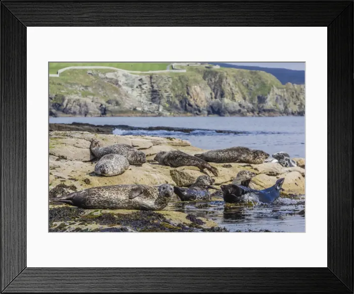 Framed Print : Gray seals (grey seals) (Halichoerus grypus) hauled out on the shoreline on Mainland Island, Shetland Isles, Scotland, United Kingdom, Europe Framed Print : Gray seals (grey seals) (Halichoerus grypus) hauled out on the shoreline on Mainland Island, Shetland Isles, Scotland, United Kingdom, Europe