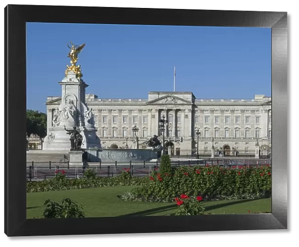 Geraniums at Buckingham Palace, London, England, United Kingdom, Europe