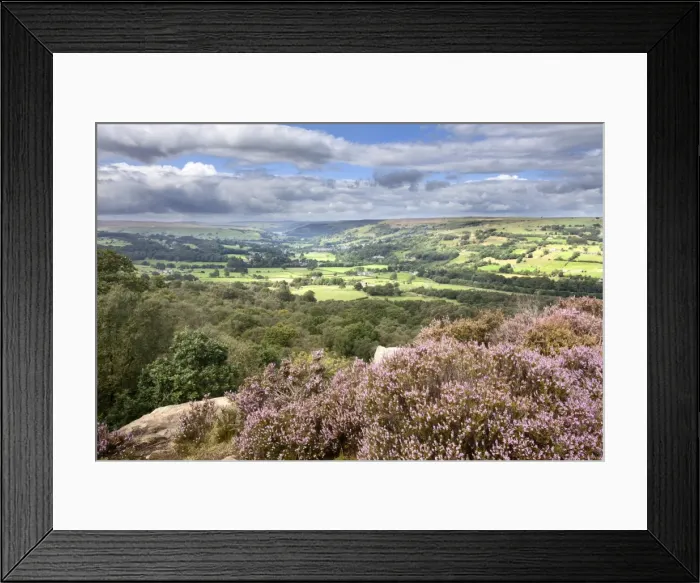 Framed Print : Heather in Bloom on Guise Cliff Overlooking Nidderdale Framed Print : Heather in Bloom on Guise Cliff Overlooking Nidderdale