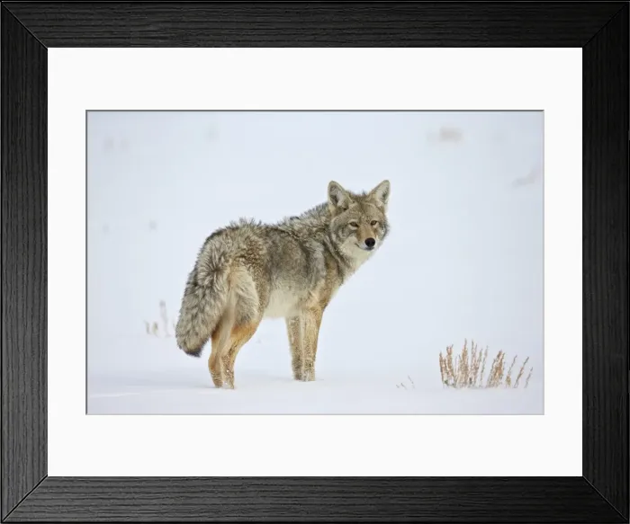Framed Print : Coyote (Canis latrans) in the snow, Yellowstone National Park, Wyoming, United States of America, North America Framed Print : Coyote (Canis latrans) in the snow, Yellowstone National Park, Wyoming, United States of America, North America