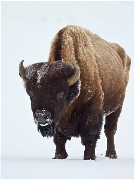 Bison (Bison bison) bull covered with frost in the winter, Yellowstone National Park, Wyoming, United States of America, North America