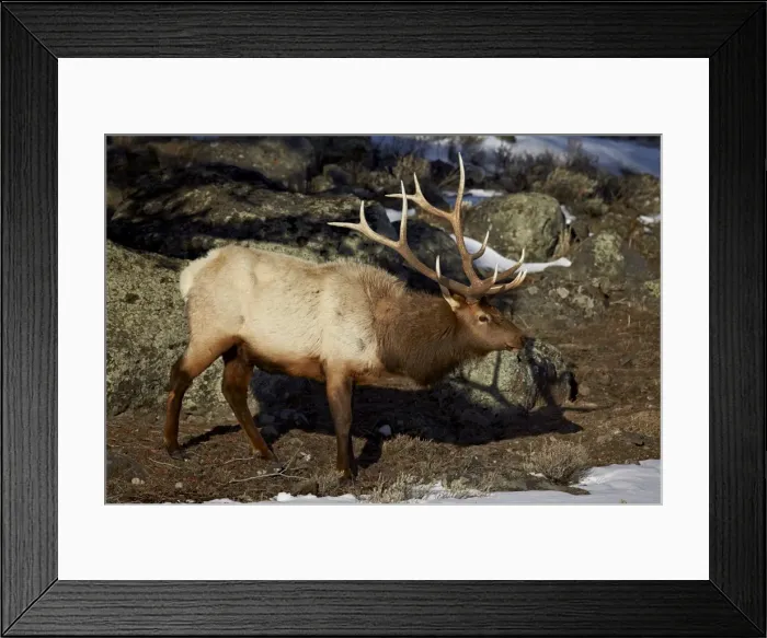 Framed Print : Bull elk (Cervus canadensis), Yellowstone National Park, UNESCO World Heritage Site, Wyoming, United States of America, North America Framed Print : Bull elk (Cervus canadensis), Yellowstone National Park, UNESCO World Heritage Site, Wyoming, United States of America, North America