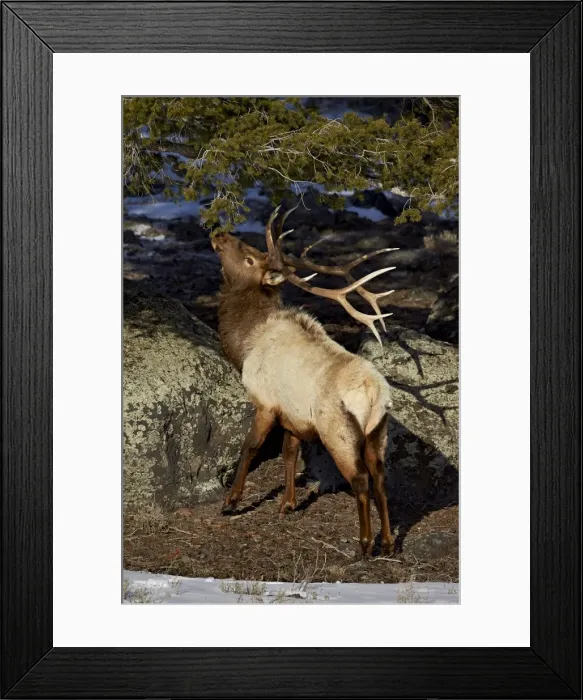 Framed Print : Bull elk (Cervus canadensis) eating pine needles, Yellowstone National Park, Wyoming, United States of America, North America Framed Print : Bull elk (Cervus canadensis) eating pine needles, Yellowstone National Park, Wyoming, United States of America, North America