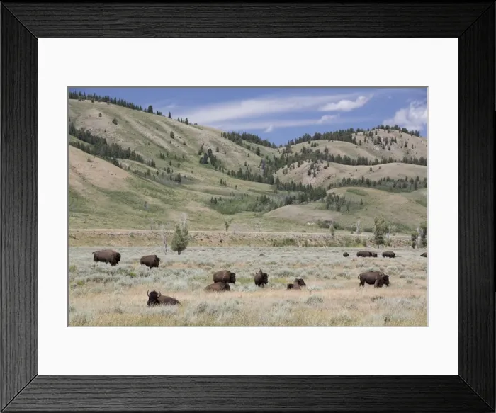 Framed Print : American Bison (Bison bison), Grand Teton National Park, Wyoming, United States of America, North America Framed Print : American Bison (Bison bison), Grand Teton National Park, Wyoming, United States of America, North America