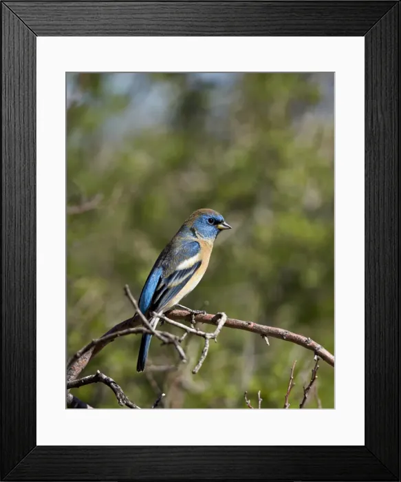 Framed Print : Lazuli bunting (Passerina amoena), male in winter plumage, Chiricahuas, Coronado National Forest, Arizona, United States of America, North America Framed Print : Lazuli bunting (Passerina amoena), male in winter plumage, Chiricahuas, Coronado National Forest, Arizona, United States of America, North America