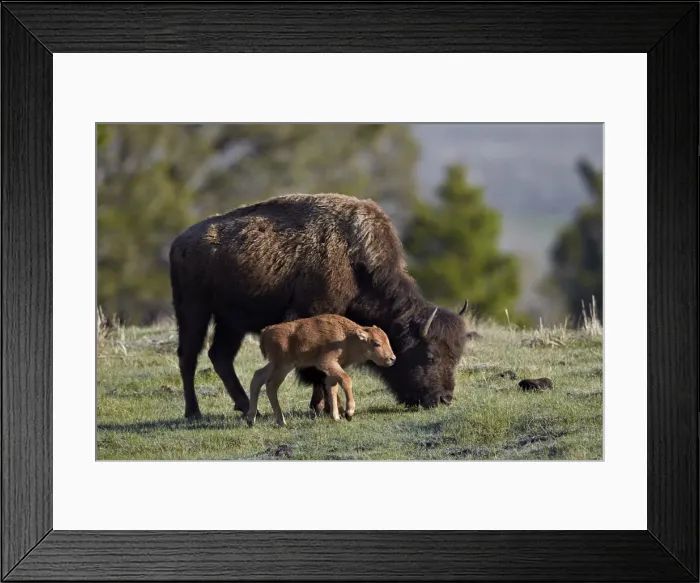 Framed Print : Bison (Bison bison) cow and calf, Yellowstone National Park, UNESCO World Heritage Site, Wyoming, United States of America, North America Framed Print : Bison (Bison bison) cow and calf, Yellowstone National Park, UNESCO World Heritage Site, Wyoming, United States of America, North America