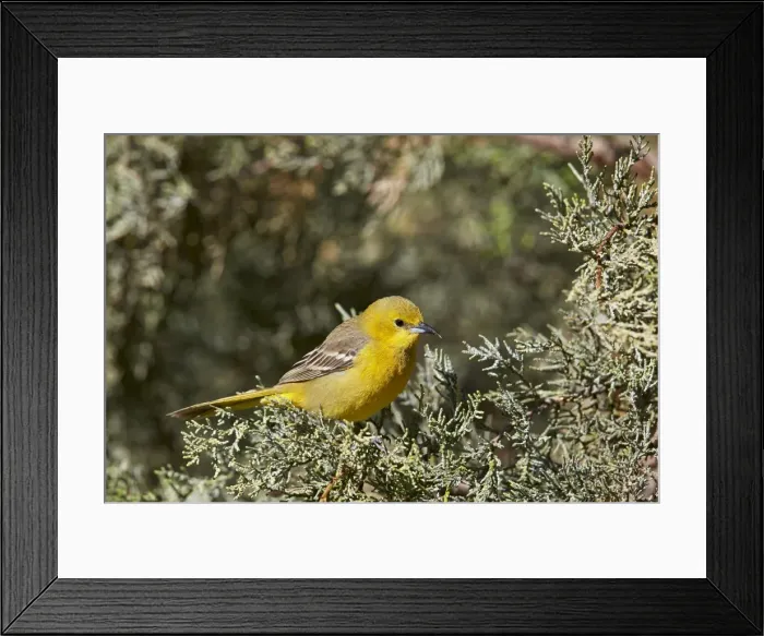 Framed Print : Yellow warbler (Dendroica petechia), female, Chiricahuas, Coronado National Forest, Arizona, United States of America, North America