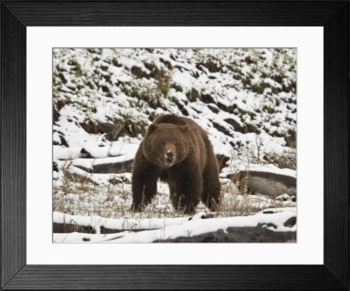 Framed Print : Grizzly bear (Ursus arctos horribilis) in the snow in the spring, Yellowstone National Park, Wyoming, United States of America, North America Framed Print : Grizzly bear (Ursus arctos horribilis) in the snow in the spring, Yellowstone National Park, Wyoming, United States of America, North America