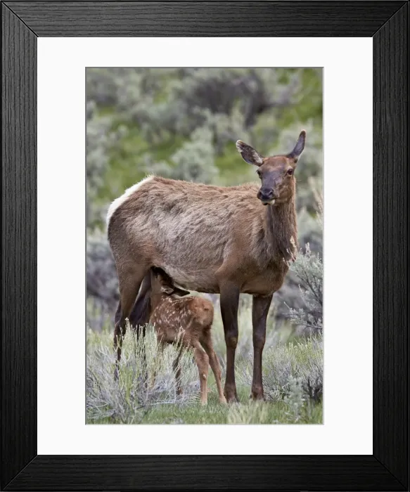Framed Print : Elk (Cervus canadensis) calf nursing, Yellowstone National Park, Wyoming, United States of America, North America Framed Print : Elk (Cervus canadensis) calf nursing, Yellowstone National Park, Wyoming, United States of America, North America