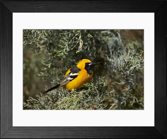 Framed Print : Hooded Oriole (Icterus cucullatus), Chiricahuas, Coronado National Forest, Arizona, United States of America, North America Framed Print : Hooded Oriole (Icterus cucullatus), Chiricahuas, Coronado National Forest, Arizona, United States of America, North America