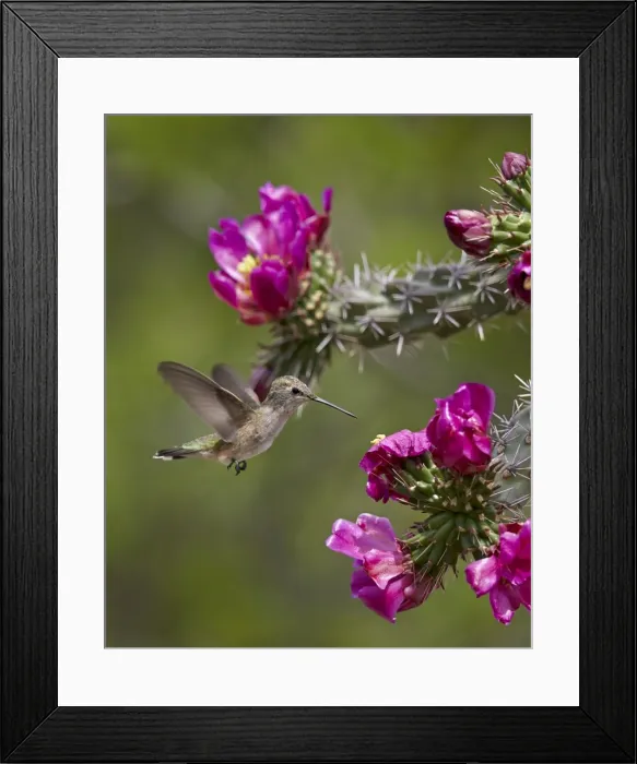Framed Print : Female broad-tailed hummingbird (Selasphorus platycercus) feeding at a Walkingstick Cholla (Cane Cholla) (Opuntia spinosior), Arizona, United States of America, North America Framed Print : Female broad-tailed hummingbird (Selasphorus platycercus) feeding at a Walkingstick Cholla (Cane Cholla) (Opuntia spinosior), Arizona, United States of America, North America