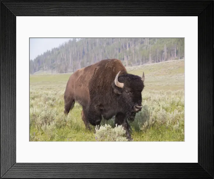 Framed Print : Bison (Bison bison), Hayden Valley, Yellowstone National Park, UNESCO World Heritage Site, Wyoming, United States of America, NorthA America Framed Print : Bison (Bison bison), Hayden Valley, Yellowstone National Park, UNESCO World Heritage Site, Wyoming, United States of America, NorthA America