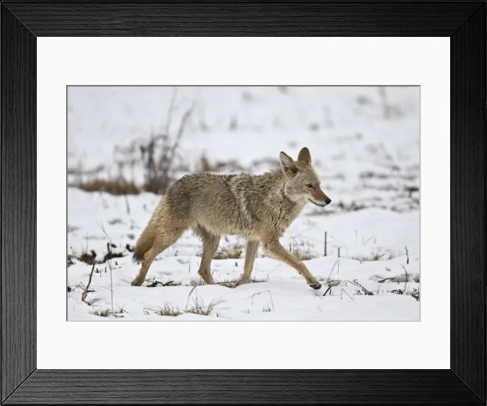 Framed Print : Coyote (Canis latrans) on the snow in the spring, Yellowstone National Park, Wyoming, United States of America, North America Framed Print : Coyote (Canis latrans) on the snow in the spring, Yellowstone National Park, Wyoming, United States of America, North America