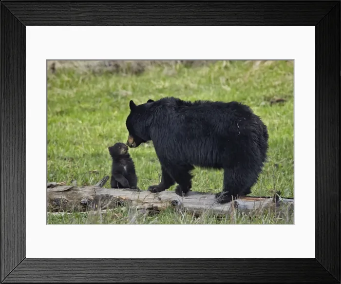 Framed Print : Black bear (Ursus americanus) sow and cub of the year, Yellowstone National Park, Wyoming, United States of America, North America Framed Print : Black bear (Ursus americanus) sow and cub of the year, Yellowstone National Park, Wyoming, United States of America, North America