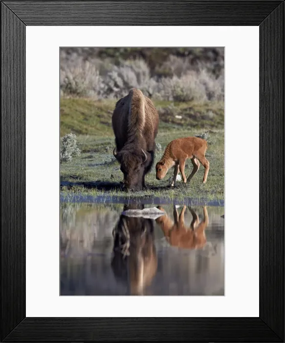 Framed Print : Bison (Bison bison) cow and calf, Yellowstone National Park, UNESCO World Heritage Site, Wyoming, United States of America, North America