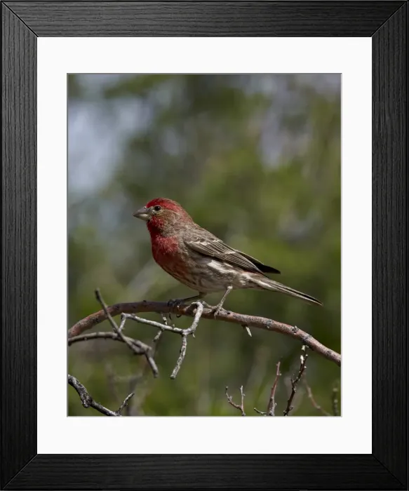 Framed Print : House finch (Carpodacus mexicanus), male, Chiricahuas, Coronado National Forest, Arizona, United States of America, North America Framed Print : House finch (Carpodacus mexicanus), male, Chiricahuas, Coronado National Forest, Arizona, United States of America, North America