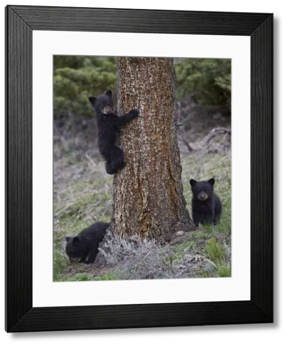 Framed Print : Three black bear (Ursus americanus) cubs of the year, Yellowstone National Park, Wyoming, United States of America, North America Framed Print : Three black bear (Ursus americanus) cubs of the year, Yellowstone National Park, Wyoming, United States of America, North America