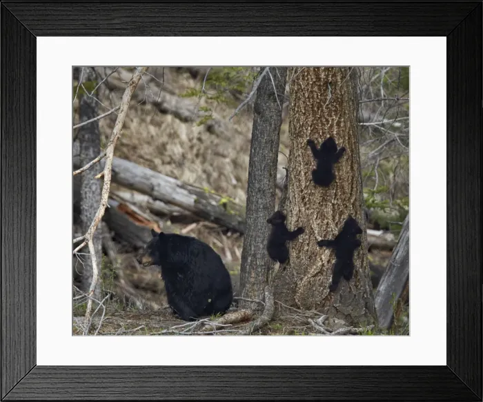 Framed Print : Black bear (Ursus americanus) sow and three cubs of the year, Yellowstone National Park, Wyoming, United States of America, North America Framed Print : Black bear (Ursus americanus) sow and three cubs of the year, Yellowstone National Park, Wyoming, United States of America, North America
