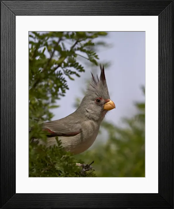 Framed Print : Pyrrhuloxia (Cardinalis sinuatus) female, Chiricahuas, Coronado National Forest, Arizona, United States of America, North America Framed Print : Pyrrhuloxia (Cardinalis sinuatus) female, Chiricahuas, Coronado National Forest, Arizona, United States of America, North America