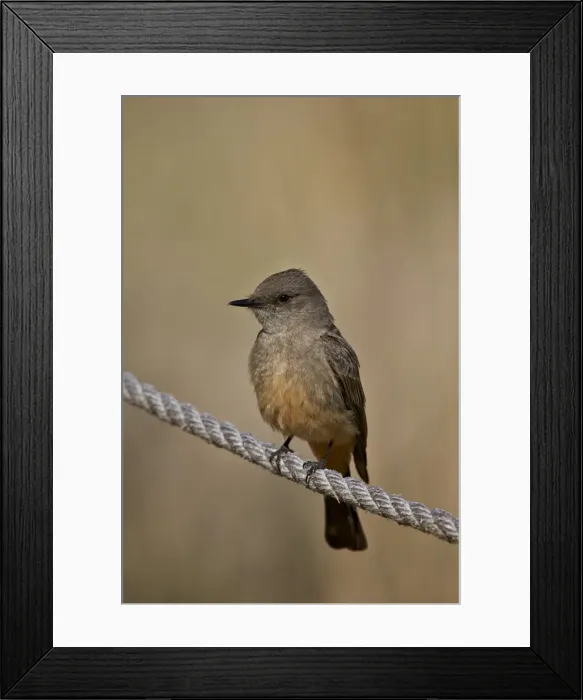 Framed Print : Dusky-capped flycatcher (Myiarchus tuberculifer), Chiricahuas, Coronado National Forest, Arizona, United States of America, North America Framed Print : Dusky-capped flycatcher (Myiarchus tuberculifer), Chiricahuas, Coronado National Forest, Arizona, United States of America, North America