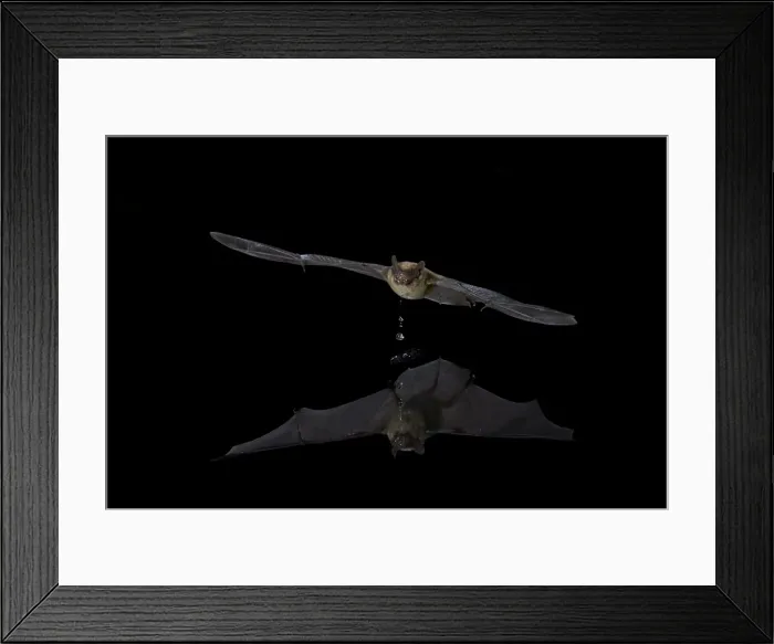 Framed Print : Southwestern Myotis (Myotis auriculus) in flight after taking a drink, Chiricahuas, Coronado National Forest, Arizona, United States of America, North America Framed Print : Southwestern Myotis (Myotis auriculus) in flight after taking a drink, Chiricahuas, Coronado National Forest, Arizona, United States of America, North America