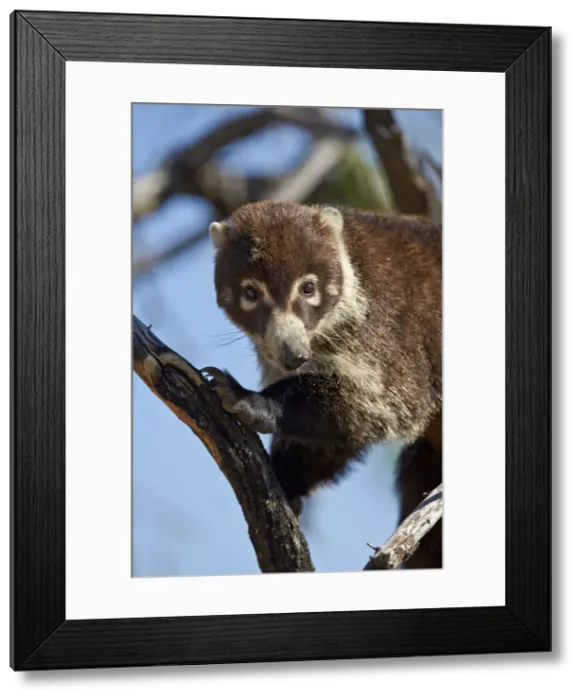 Framed Print : White-nosed coati (Nasua narica) in a tree, Chiricahuas, Coronado National Forest, Arizona, United States of America, North America Framed Print : White-nosed coati (Nasua narica) in a tree, Chiricahuas, Coronado National Forest, Arizona, United States of America, North America
