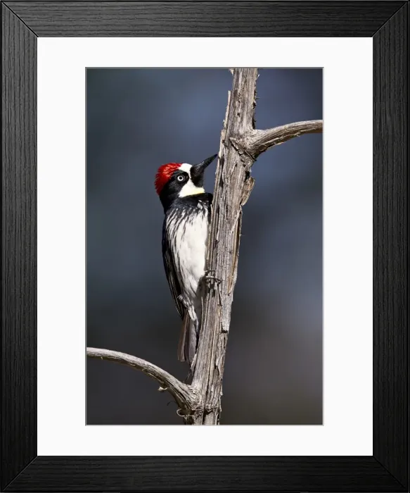 Framed Print : Acorn woodpecker (Melanerpes formicivorus), Chiricahuas, Coronado National Forest, Arizona, United States of America, North America Framed Print : Acorn woodpecker (Melanerpes formicivorus), Chiricahuas, Coronado National Forest, Arizona, United States of America, North America