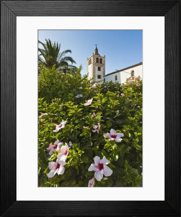 Framed Print : Hibiscus flowers and the 17th century Santa Maria Cathedral in this historic former capital, Betancuria, Fuerteventura, Canary Islands, Spain, Europe Framed Print : Hibiscus flowers and the 17th century Santa Maria Cathedral in this historic former capital, Betancuria, Fuerteventura, Canary Islands, Spain, Europe