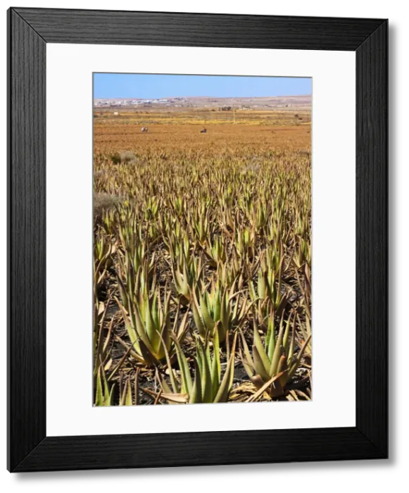 Framed Print : Aloe Vera plants at Savimax finca and factory, known for its tours and shop, Valles de Ortega, Fuerteventura, Canary Islands, Spain, Europe Framed Print : Aloe Vera plants at Savimax finca and factory, known for its tours and shop, Valles de Ortega, Fuerteventura, Canary Islands, Spain, Europe