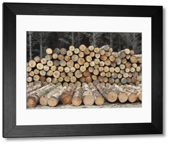 Framed Print : Forestry logs, Waikato, North Island, New Zealand, Pacific Framed Print : Forestry logs, Waikato, North Island, New Zealand, Pacific