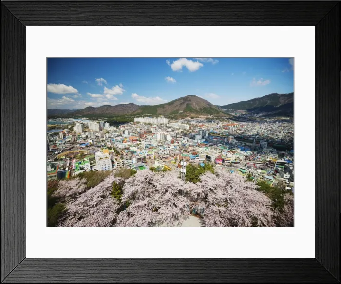 Framed Print : Spring cherry blossom festival, Jinhei, South Korea, Asia Framed Print : Spring cherry blossom festival, Jinhei, South Korea, Asia