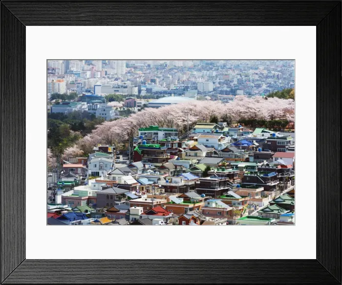 Framed Print : Spring cherry blossom festival, Jinhei, South Korea, Asia Framed Print : Spring cherry blossom festival, Jinhei, South Korea, Asia