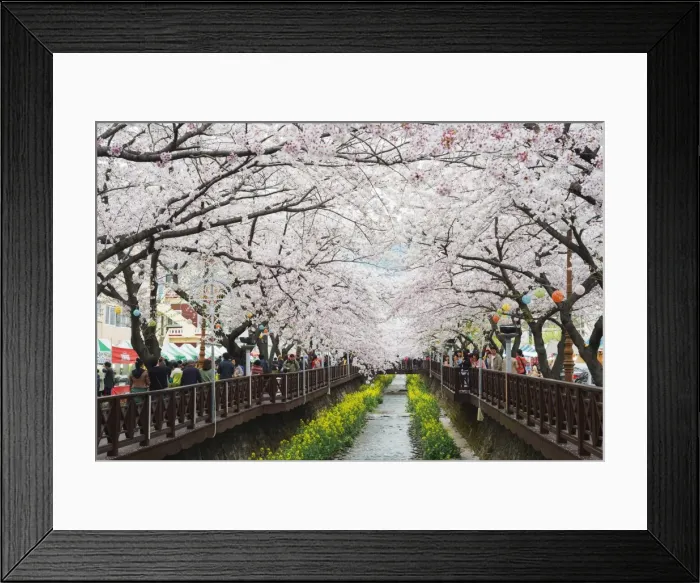 Framed Print : Spring cherry blossom festival, Jinhei, South Korea, Asia Framed Print : Spring cherry blossom festival, Jinhei, South Korea, Asia