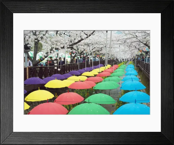 Framed Print : Spring cherry blossom festival, Jinhei, South Korea, Asia Framed Print : Spring cherry blossom festival, Jinhei, South Korea, Asia