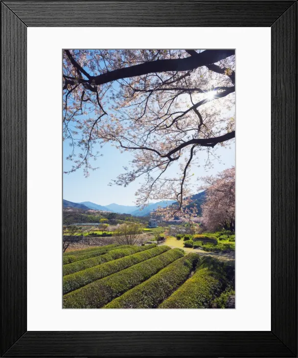 Framed Print : Spring blossom and tea plantations, Jirisan National Park, Gyeongsangnam-do, South Korea, Asia Framed Print : Spring blossom and tea plantations, Jirisan National Park, Gyeongsangnam-do, South Korea, Asia