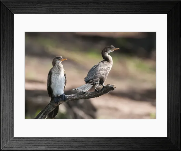 Framed Print : White-breasted cormorant (Phalacrocorax lucidus), Chobe National Park, Botswana, Africa