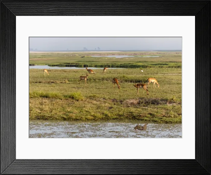 Framed Print : Impala (Aepyceros melampus), Chobe National Park, Botswana, Africa Framed Print : Impala (Aepyceros melampus), Chobe National Park, Botswana, Africa