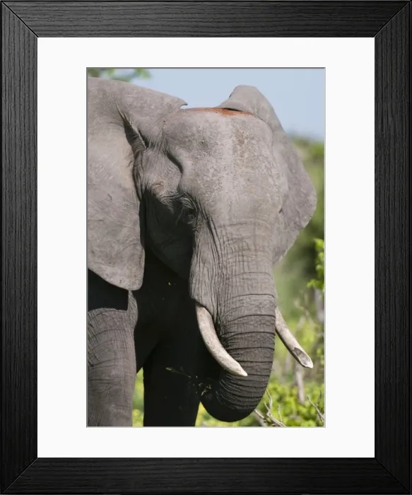 Framed Print : African elephant (Loxodonta africana), Chobe National Park, Botswana, Africa