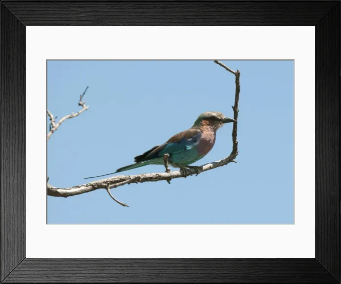 Framed Print : Lilac-breasted roller (Coracias caudatus), Chobe National Park, Botswana, Africa Framed Print : Lilac-breasted roller (Coracias caudatus), Chobe National Park, Botswana, Africa